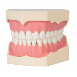 TIPODONTO ADULTO AG3